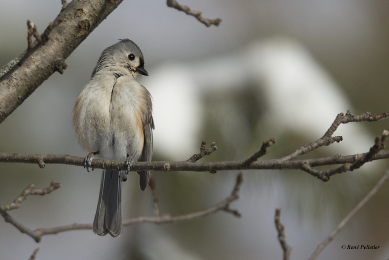 Mésange bicolore Masang12