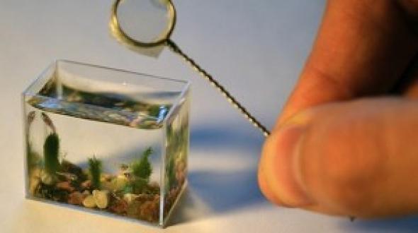 Le plus petit aquarium du monde ne contient que 2 cuillères à café d'eau Articl11