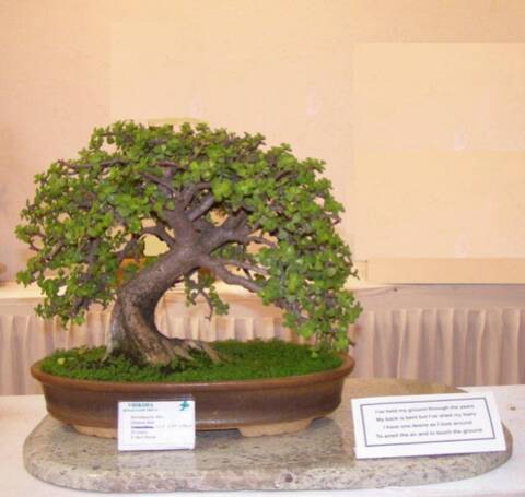 A New Dimension in Bonsai Display - A new accompaniment A New Dimension in Bonsai Display - A new accompaniment