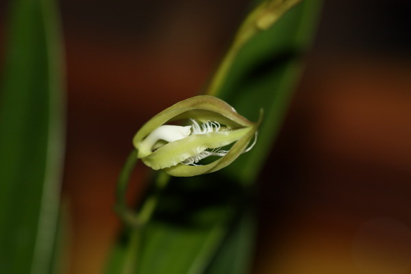 Epidendrum  Img_9510