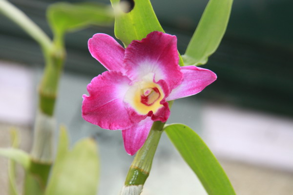 Orchidée - dendrobium Img_9614