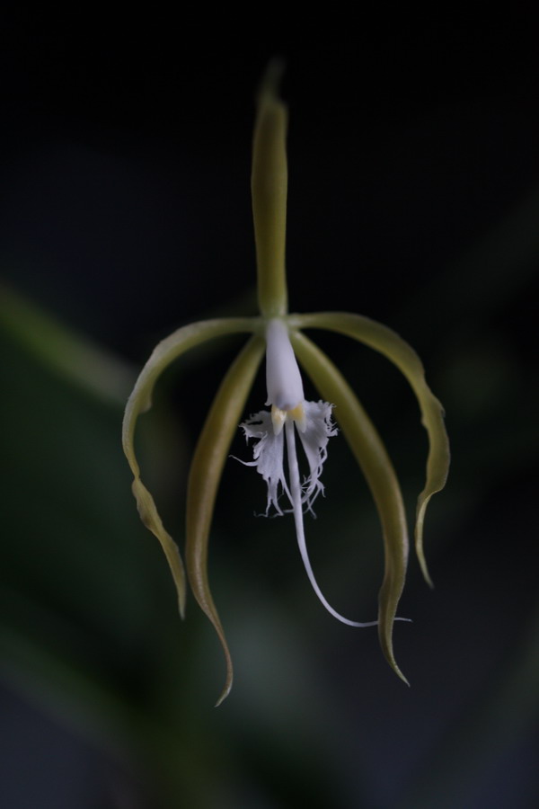 Epidendrum  Img_9615