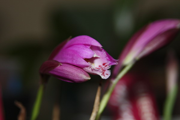 La Pleiones (orchidées) Img_9720