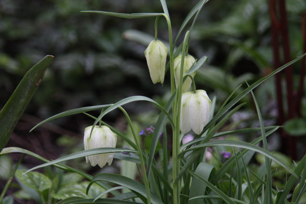 fritillaire meleagris Img_9819