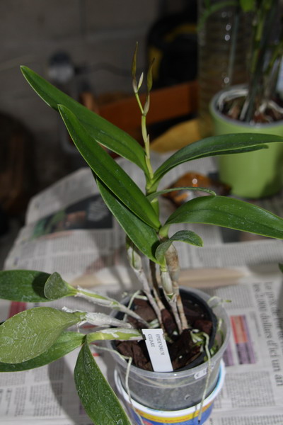Epidendrum  Raduit10