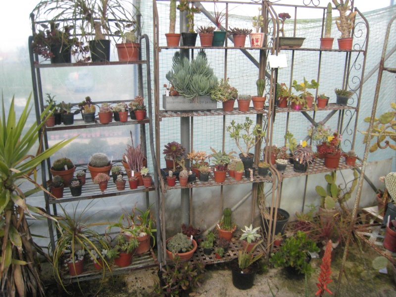 Charmante collection de plantes grasses Img_5819