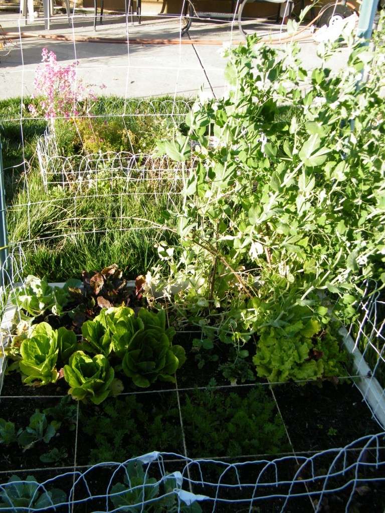 So Cal Garden Report Feb 1 - what to plant  1_jan_10