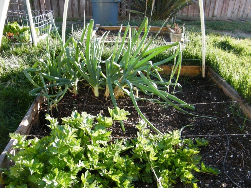 So Cal Garden Report Feb 1 - what to plant  1_jan_11