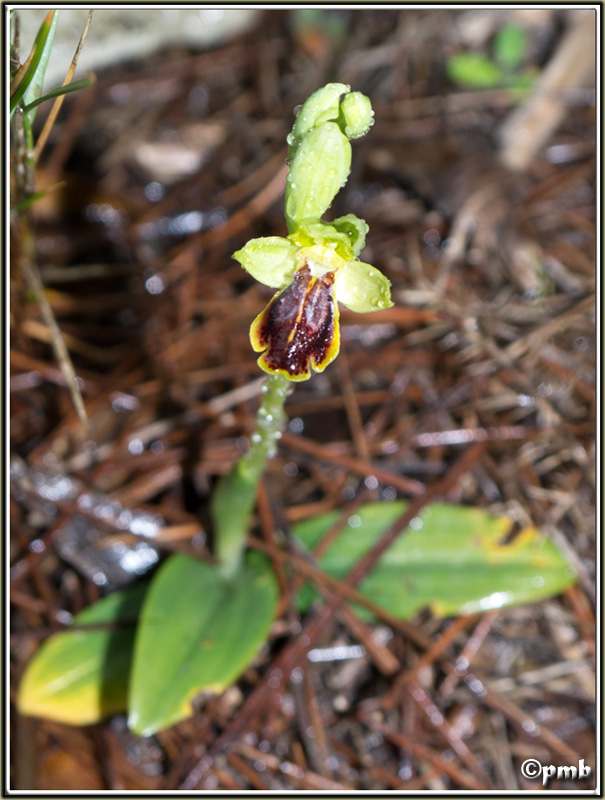 Ophrys (Pseudophrys) delforgei Ophrys54