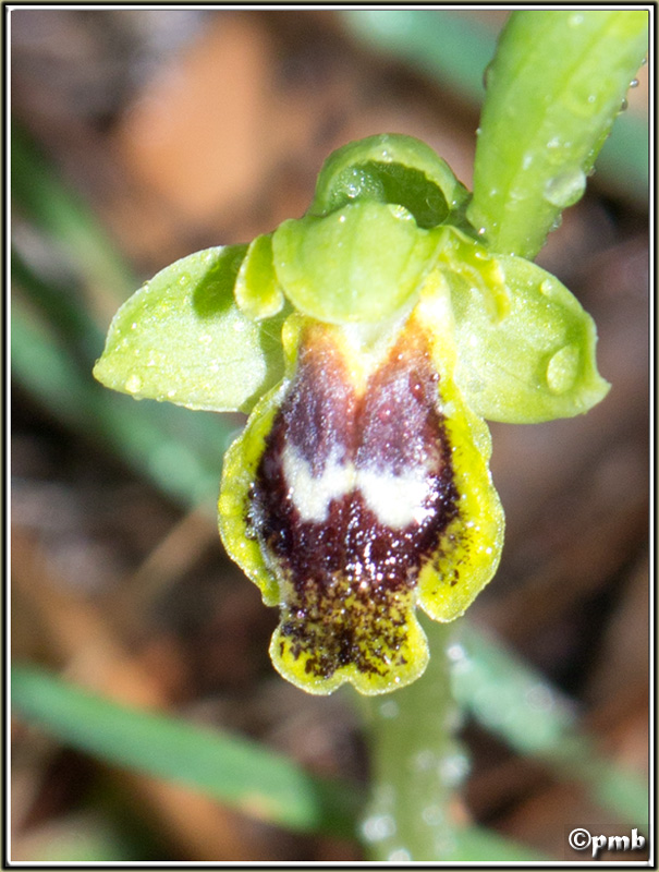 Ophrys (Pseudophrys) delforgei Ophrys55