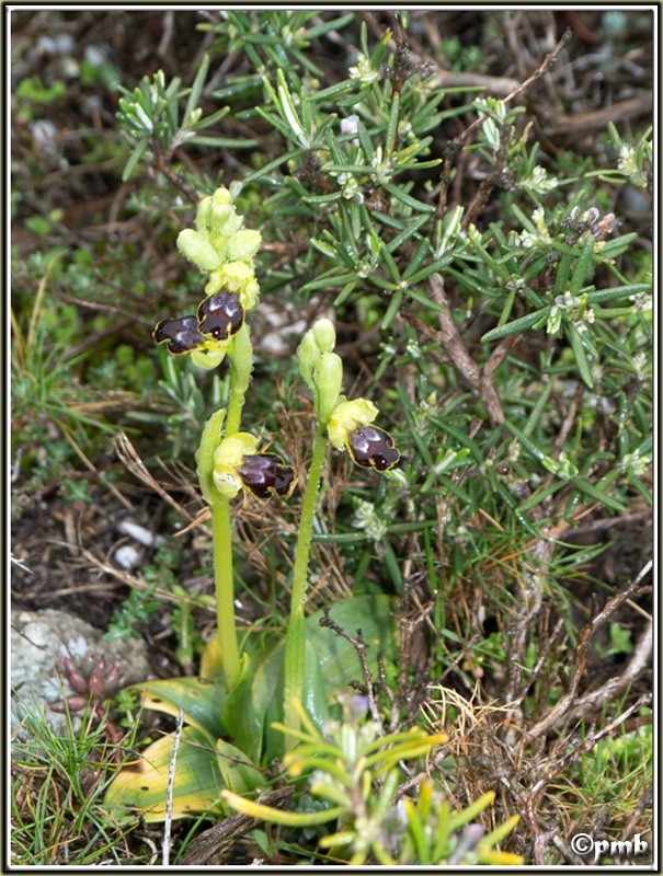 Ophrys (Pseudophrys) delforgei Ophrys57