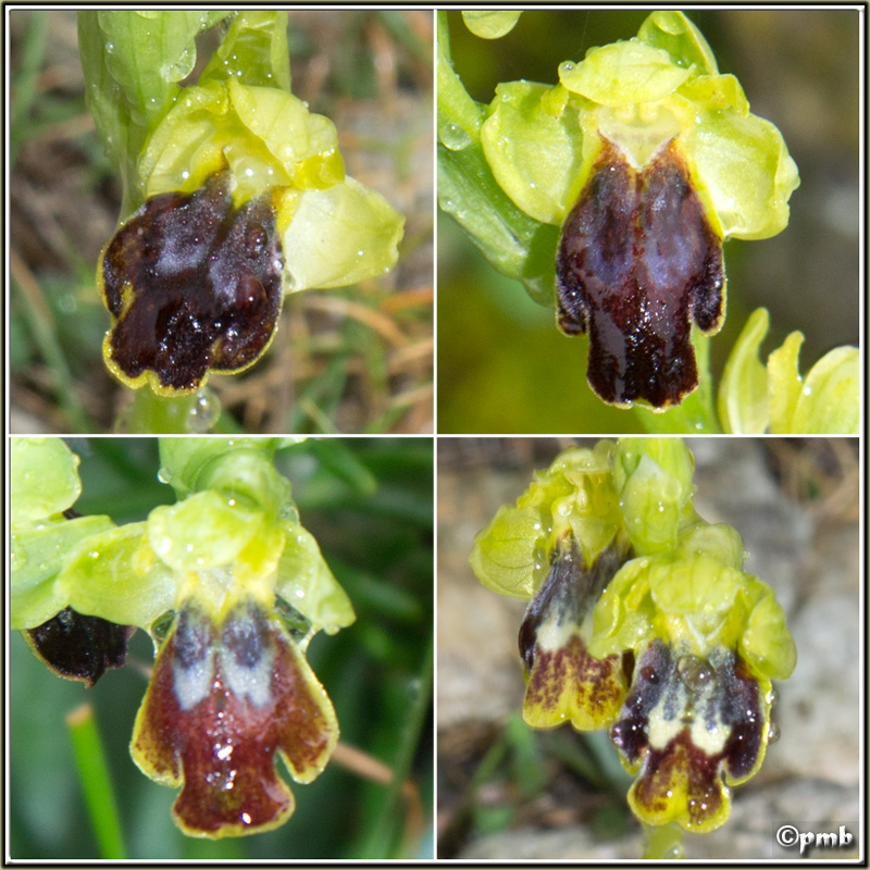 Ophrys (Pseudophrys) delforgei Ophrys58