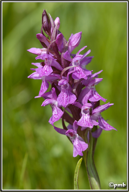 Quel est donc ce Dactylorhiza du Plateau de Caussols (06) ? Pmb_or13