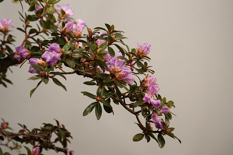 Rhododendron impeditum 'Moerheim' 083_2510