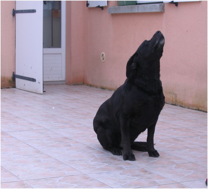 SYLKA labrador noire 10 ans abandon urgent (85 ) Sylka110