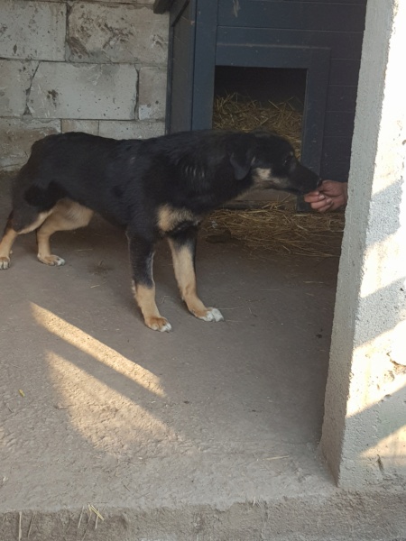 TEXANE, née en 2021, sauvée de Pallady avec 4 autres chiens - parrainée par Coco65-SC-R- 20220440