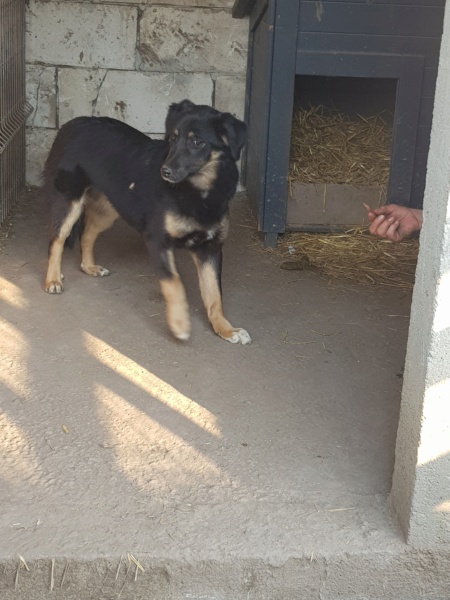 TEXANE, née en 2021, sauvée de Pallady avec 4 autres chiens - parrainée par Coco65-SC-R- 20220441