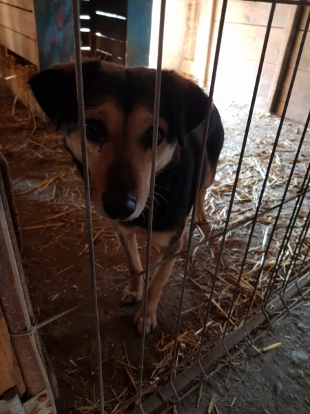 MARILA, née en 2014, sauvée de Pallady avec 4 autres chiens - parrainée par Lainiez 20220448