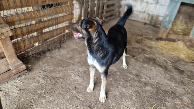 DUNKY NE LE  11.04.2021 - Abandonné le 16/09/2023 au refuge - parrainé par Sylvie 44 -SC-R 20240395