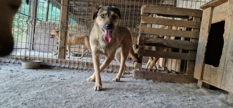 SCAMP MALE NE LE 15.05.2022 -  trouvé avec ses 5 frères près du refuge - parrainé par Manganouchka - R-SC - Page 2 20240434