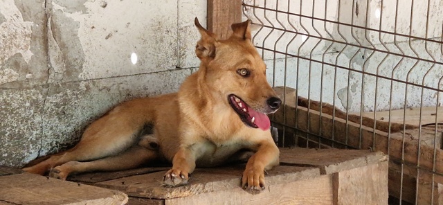 TISMÉ NE LE  15/05/2022 trouvé avec ses 5 frères près du refuge- parrainé par Marietoutpetit -R-SC 20240453