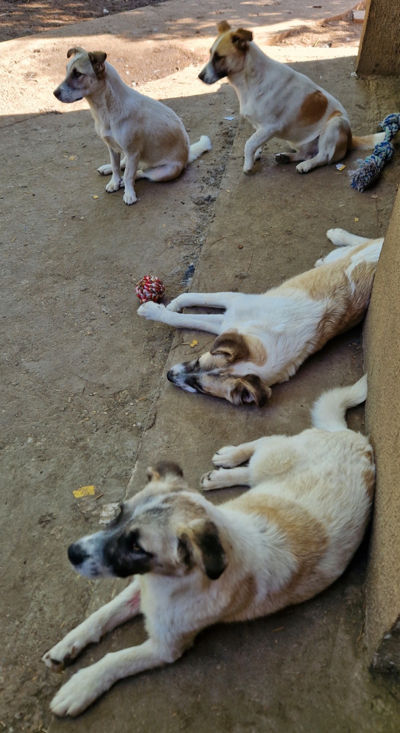 PINCEAU, NE LE 12.07.2023 - en FA dans le 91 - fratrie de 7 chiots trouvée devant le refuge - Parrainé par Audrey P. -R-SC 20240668