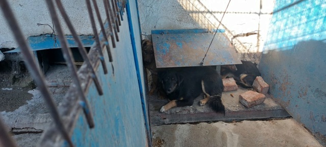 TEXANE, née en 2021, sauvée de Pallady avec 4 autres chiens - parrainée par Coco65-SC-R- 27388110