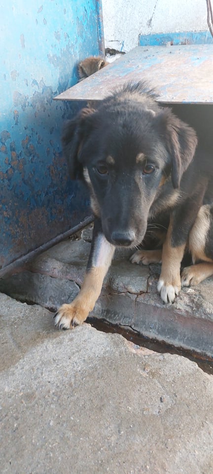 MARILA, née en 2014, sauvée de Pallady avec 4 autres chiens - parrainée par Lainiez 27394311
