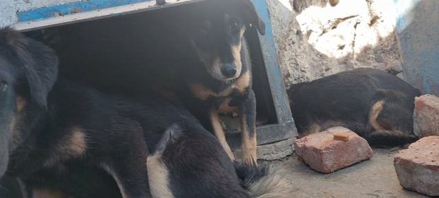 MARILA, née en 2014, sauvée de Pallady avec 4 autres chiens - parrainée par Lainiez 27408810