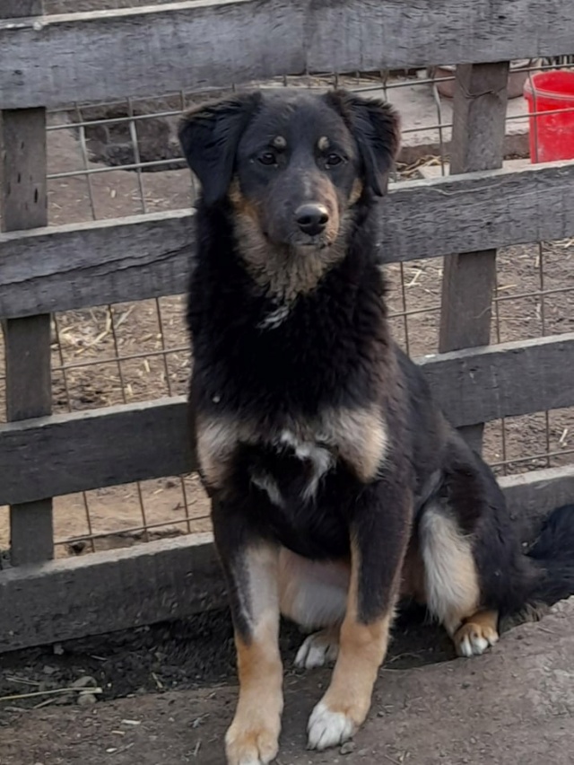 TEXANE, née en 2021, sauvée de Pallady avec 4 autres chiens - parrainée par Coco65-SC-R- 27473210