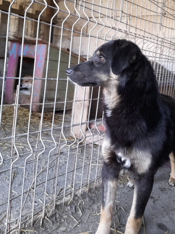 TEXANE, née en 2021, sauvée de Pallady avec 4 autres chiens - parrainée par Coco65-SC-R- 27523810