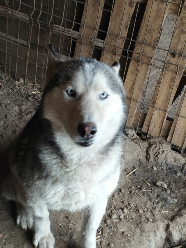  DRAGOS MALE  HUSKY NE LE 15/05/2017 MOLUK -en FA dans le 01 - parrainé par Chibi-SC  27858910