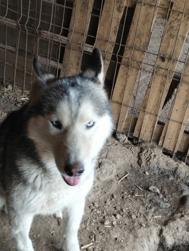  DRAGOS MALE  HUSKY NE LE 15/05/2017 MOLUK -en FA dans le 01 - parrainé par Chibi-SC  27919510