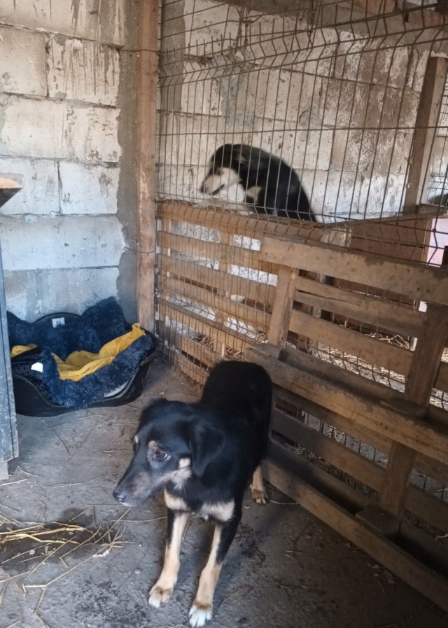 TEXANE, née le 24.03.2021 - sauvée de Pallady avec 4 autres chiens - parrainée par Coco65-SC-R- 31063510