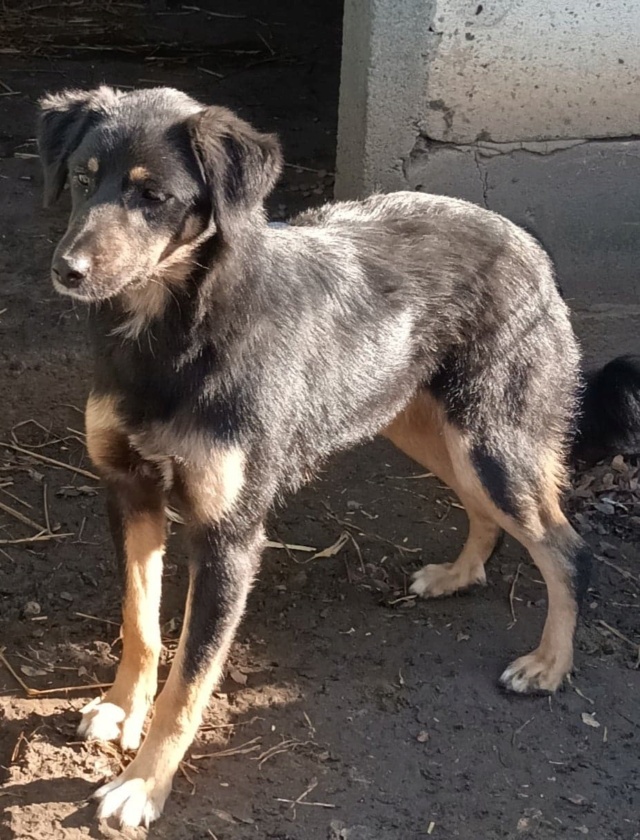 TEXANE, née le 24.03.2021 - sauvée de Pallady avec 4 autres chiens - parrainée par Coco65-SC-R- 31499510