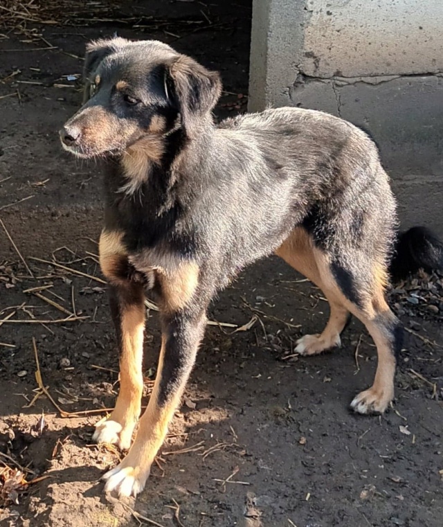 TEXANE, née le 24.03.2021 - sauvée de Pallady avec 4 autres chiens - parrainée par Coco65-SC-R- 31510914