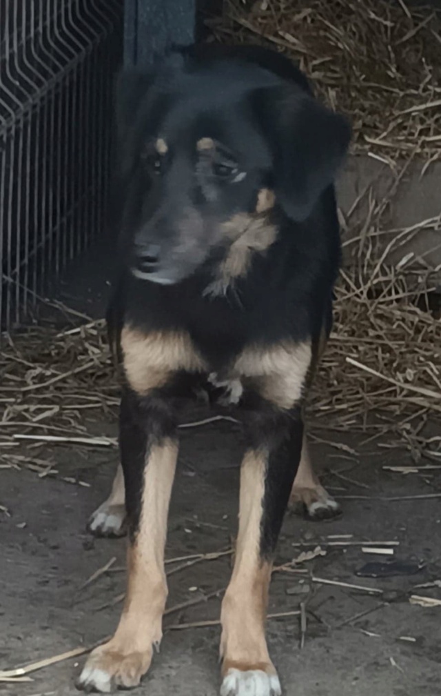TEXANE, née le 24.03.2021 - sauvée de Pallady avec 4 autres chiens - parrainée par Coco65-SC-R- 31526010