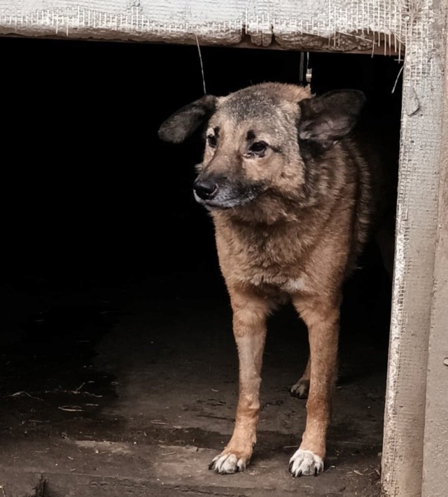 FRAIS VETERINAIRES 2022 POUR LES LOULOUS DU LE REFUGE DE LENUTA 31813810