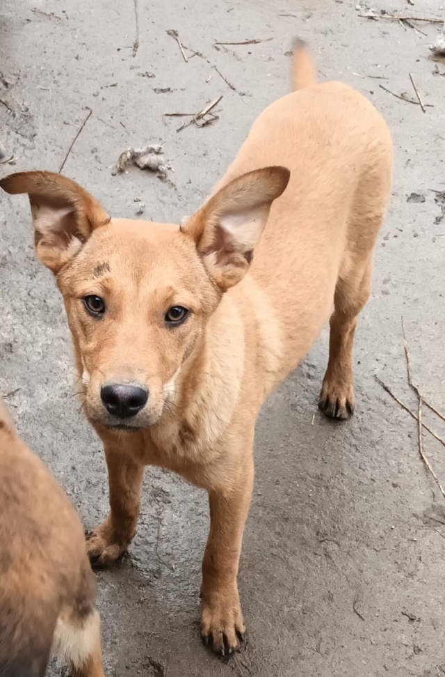 TISMÉ MALE NE LE  15/05/2022 trouvé avec ses 5 frères près du refuge-R-SC 32049010