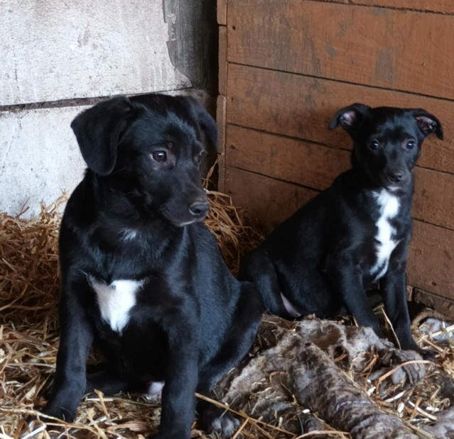 QUESSY FEMELLE NEE LE 28/10/2021  , maman avec 5 chiots, née en  2021 - trouvée dans un champ près du refuge- parrainée par Alexkoko -R-SC 32075010