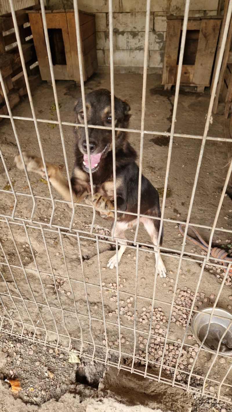 BONNIE MALE NE LE 15/03/2018 FRERE DE RONNIE- MOLUK 16 - Parrainé par HélèneM.  - SC-R-  - Page 2 39754511