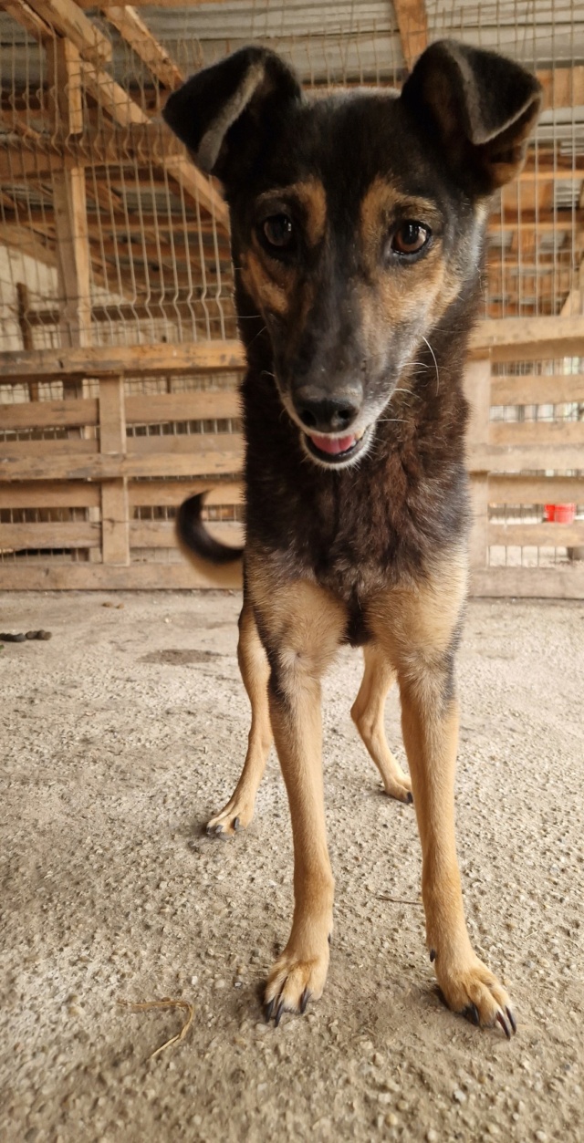 YALI FEMELLE NEE LE 28/12/2018  abandonnée dans une cour sans eau et sans nourriture - parrainée par Eliane H.-R - Page 2 39756910