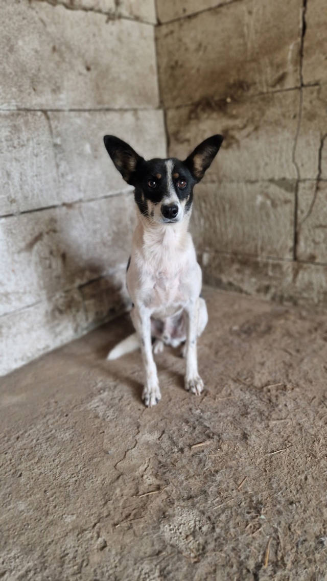 STINGER MALE NE LE 25/08/2018 - TAILLE MOYENNE SORTI DE L'EQUARRISSAGE EN AVRIL 2021- parrainé par Briska -R-SC - Page 2 40388012