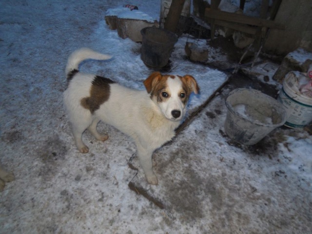 NUGGETS - né 15/04/2018 (chiot de Wally) - marrainé par Patricia en FA chez Nancy en Belgique -R-SOS 49344810