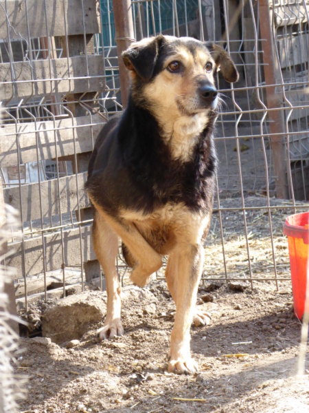 MARILA, née en 2014, sauvée de Pallady avec 4 autres chiens - parrainée par Lainiez P1010035
