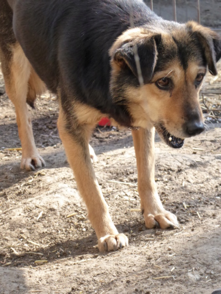 MARILA, née en 2014, sauvée de Pallady avec 4 autres chiens - parrainée par Lainiez P1010038