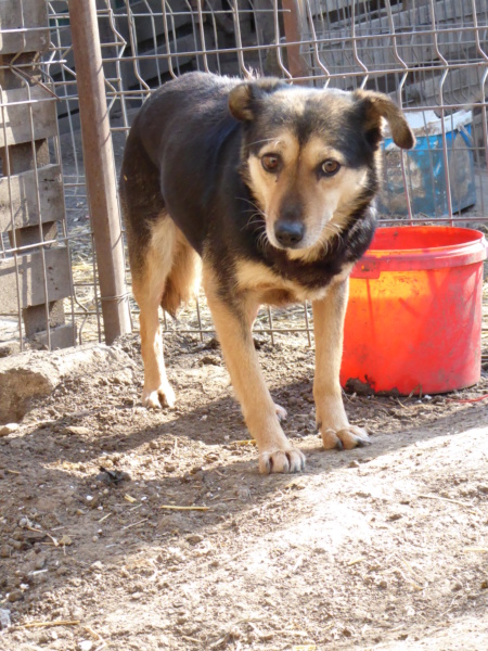 MARILA, née en 2014, sauvée de Pallady avec 4 autres chiens - parrainée par Lainiez P1010040