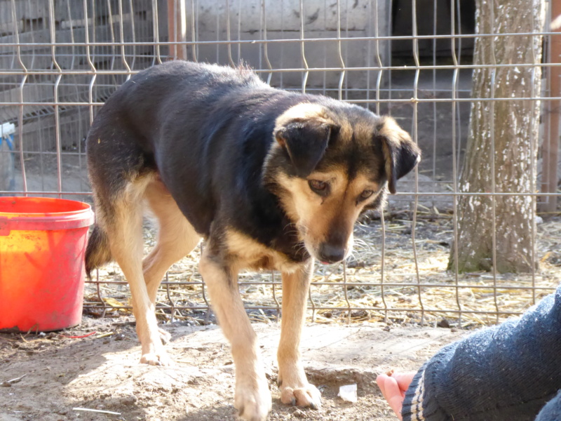 MARILA, née en 2014, sauvée de Pallady avec 4 autres chiens - parrainée par Lainiez P1010042