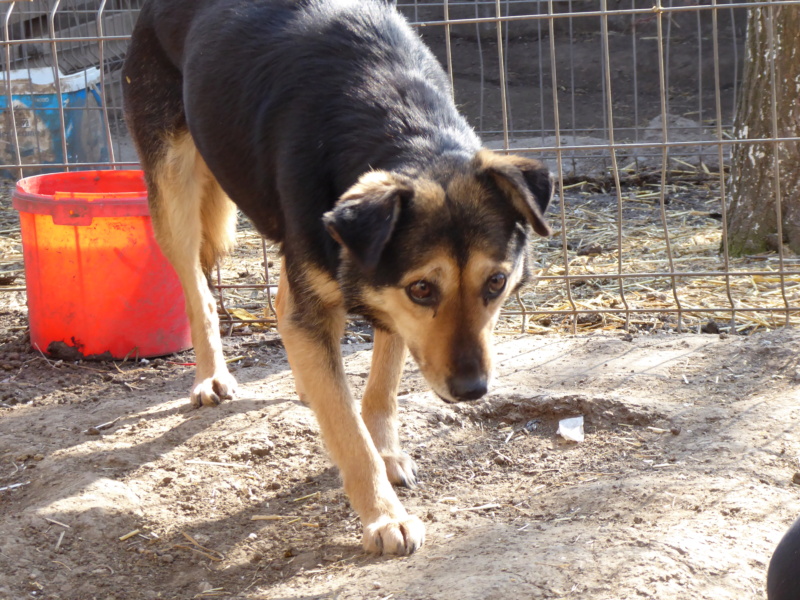 MARILA, née en 2014, sauvée de Pallady avec 4 autres chiens - parrainée par Lainiez P1010043