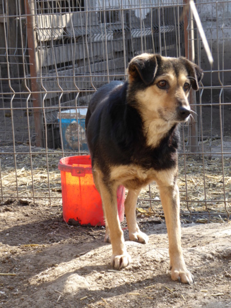 MARILA, née en 2014, sauvée de Pallady avec 4 autres chiens - parrainée par Lainiez P1010044